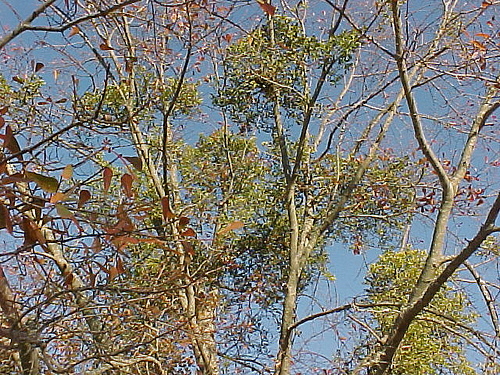 Phoradendron Flavescens